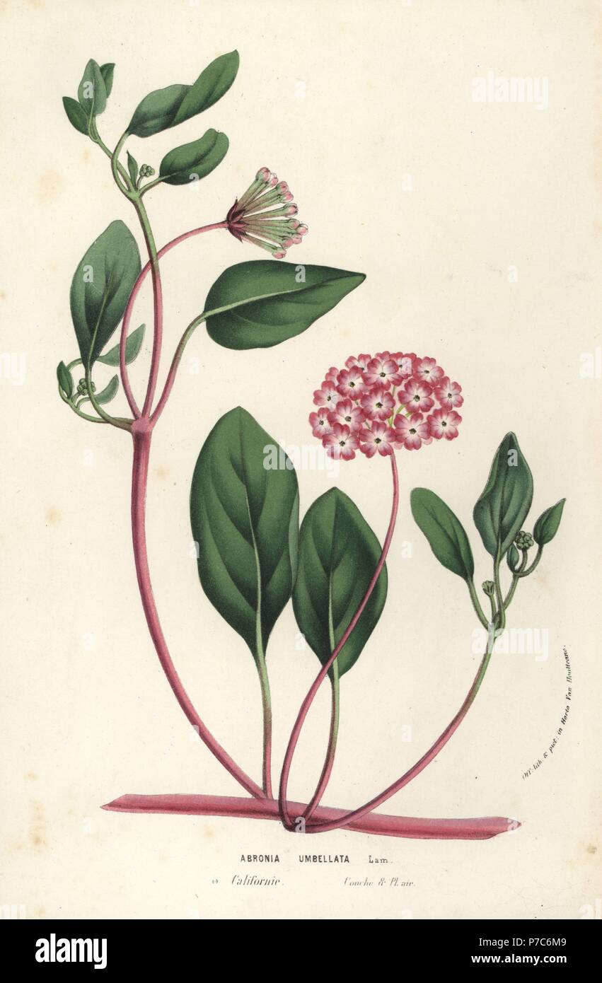 Pink sand verbena, Abronia umbellata. Handcoloured lithograph from Louis van Houtte and Charles Lemaire's Flowers of the Gardens and Hothouses of Europe, Flore des Serres et des Jardins de l'Europe, Ghent, Belgium, 1856. Stock Photo