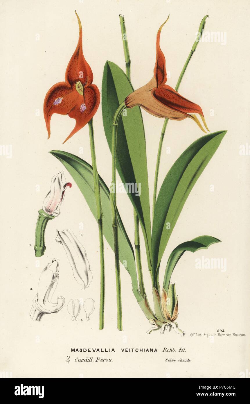 Veitch's masdevallia orchid or king of the masdevallias, Masdevallia veitchiana. Handcoloured lithograph from Louis van Houtte and Charles Lemaire's Flowers of the Gardens and Hothouses of Europe, Flore des Serres et des Jardins de l'Europe, Ghent, Belgium, 1867-1868. Stock Photo
