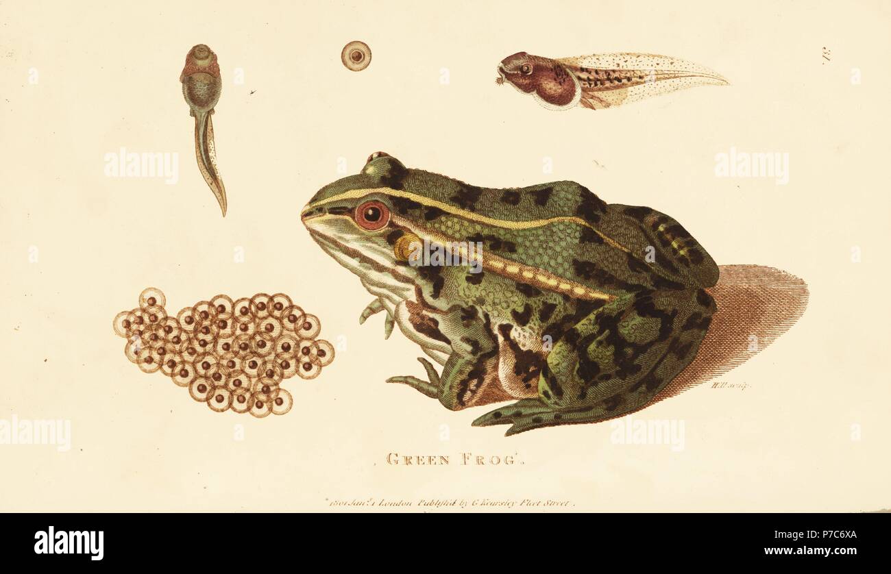 Edible frog, Pelophylax esculentus (Green frog, Rana esculenta), adult, tadpole and frog spawn. Handcoloured copperplate engraving by Heath after an illustration by George Shaw from his General Zoology, Amphibia, London, 1801. Stock Photo