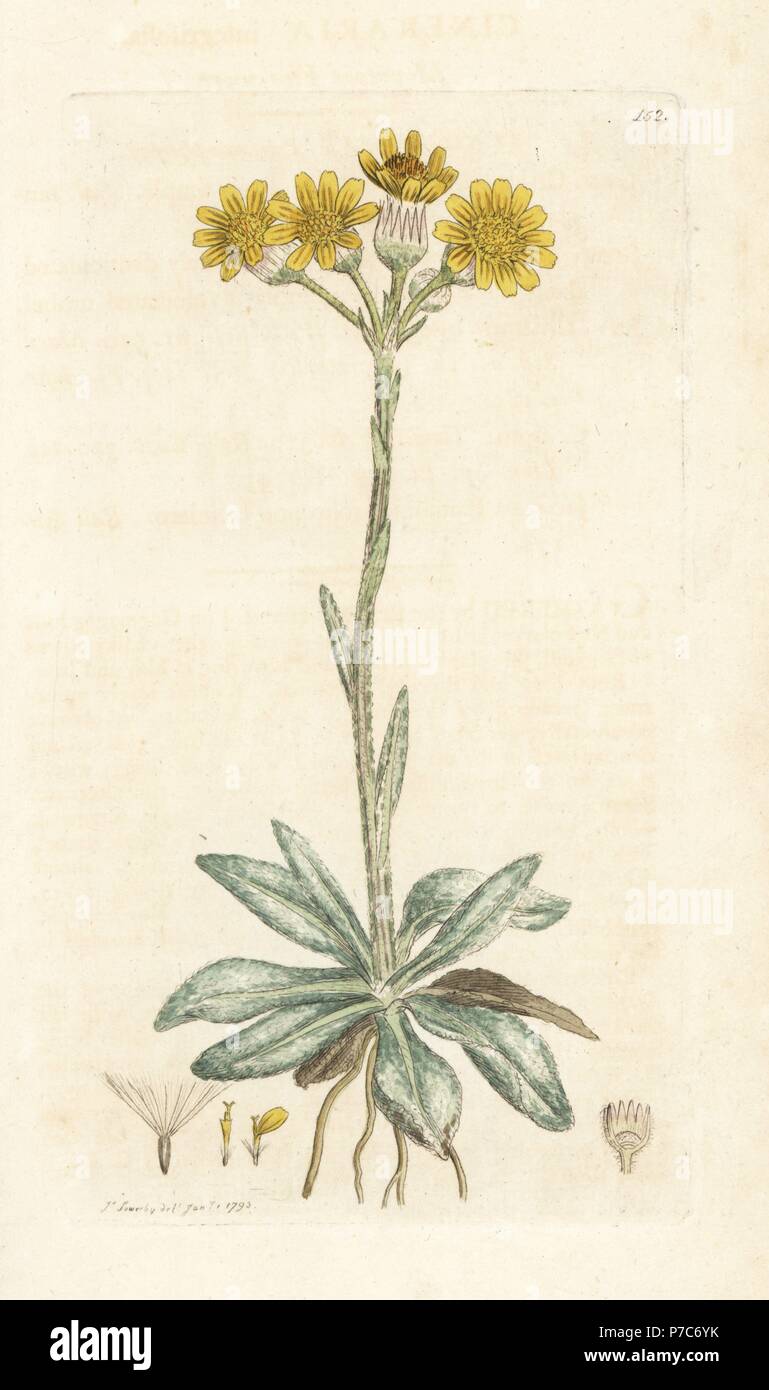 Mountain fleawort, Tephroseris integrifolia (Cineraria integrifolia). Handcoloured copperplate engraving by James Sowerby from James Smith's English Botany, London, 1794. Stock Photo