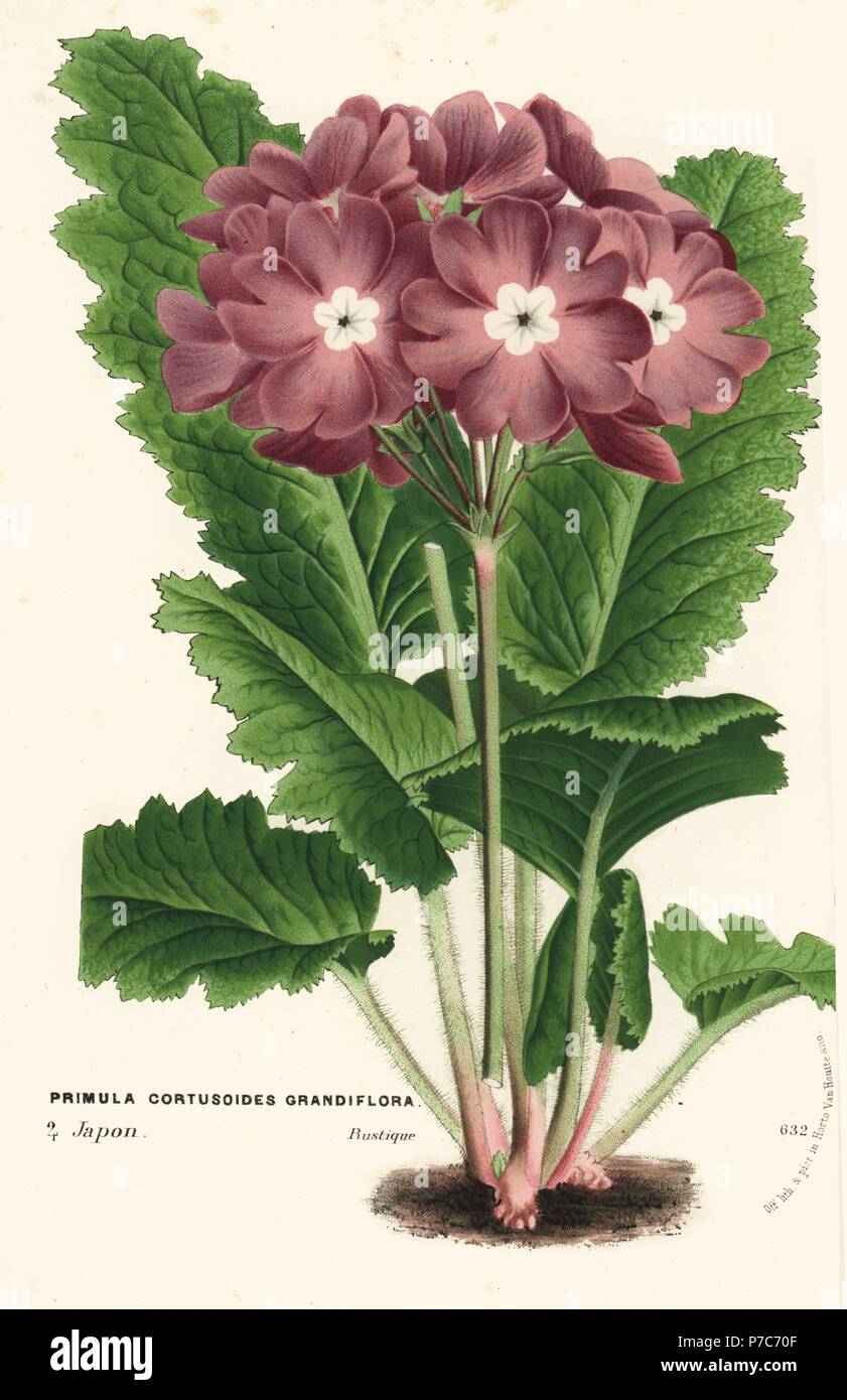 Cortusa primrose variety, Primula cortusoides grandiflora. Brought from Japan by John Gould Vietch. Handcoloured lithograph from Louis van Houtte and Charles Lemaire's Flowers of the Gardens and Hothouses of Europe, Flore des Serres et des Jardins de l'Europe, Ghent, Belgium, 1870. Stock Photo