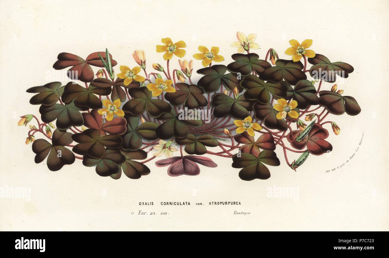 Creeping woodsorrel, Oxalis corniculata var. atropurpurea. Handcoloured lithograph from Louis van Houtte and Charles Lemaire's Flowers of the Gardens and Hothouses of Europe, Flore des Serres et des Jardins de l'Europe, Ghent, Belgium, 1857. Stock Photo