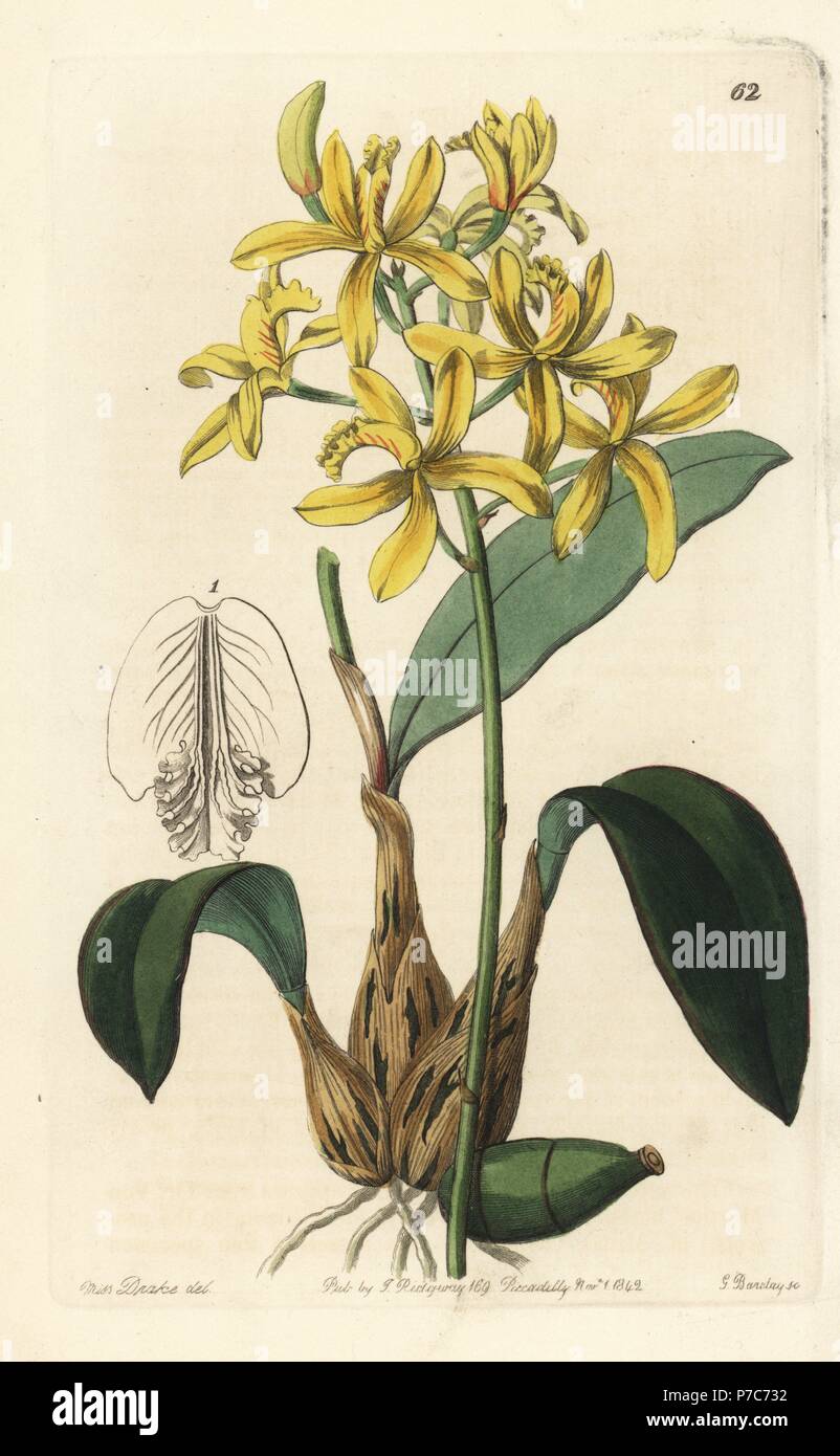 Cattleya crispata orchid (Yellow laelia, Laelia flava). Handcoloured copperplate engraving by George Barclay after an illustration by Miss Sarah Drake from Edwards' Botanical Register, edited by John Lindley, London, Ridgeway, 1842. Stock Photo