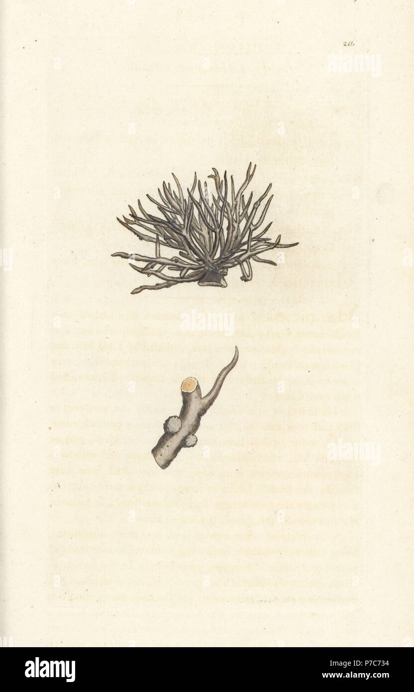 Dyer's lichen or orchall, Roccella tinctoria (Lichen roccella). Handcoloured copperplate engraving by James Sowerby from James Smith's English Botany, London, 1794. Stock Photo