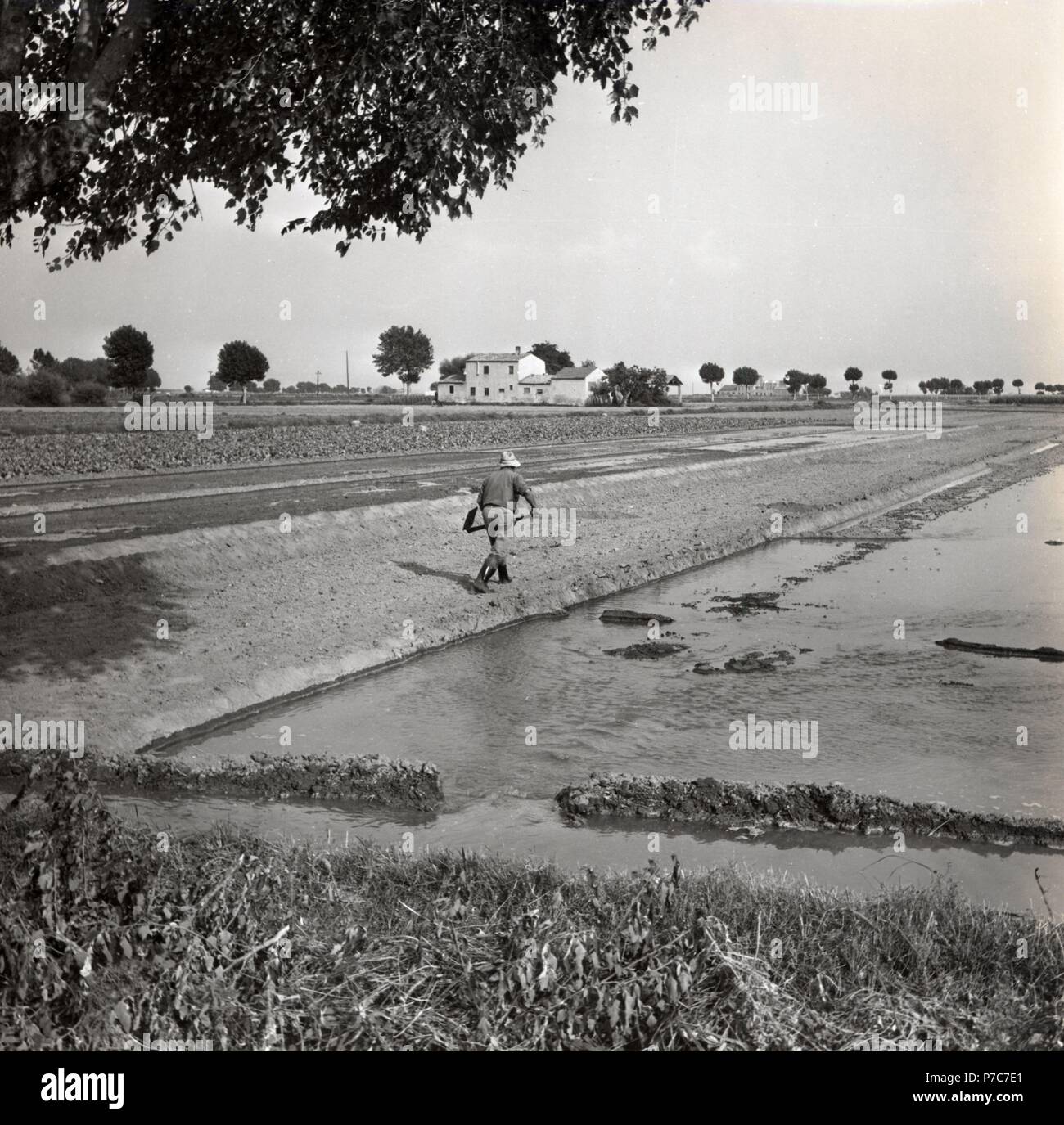 Barcelona. Delta del Llobregat. Trabajos agrícolas. Año 1971. Stock Photo