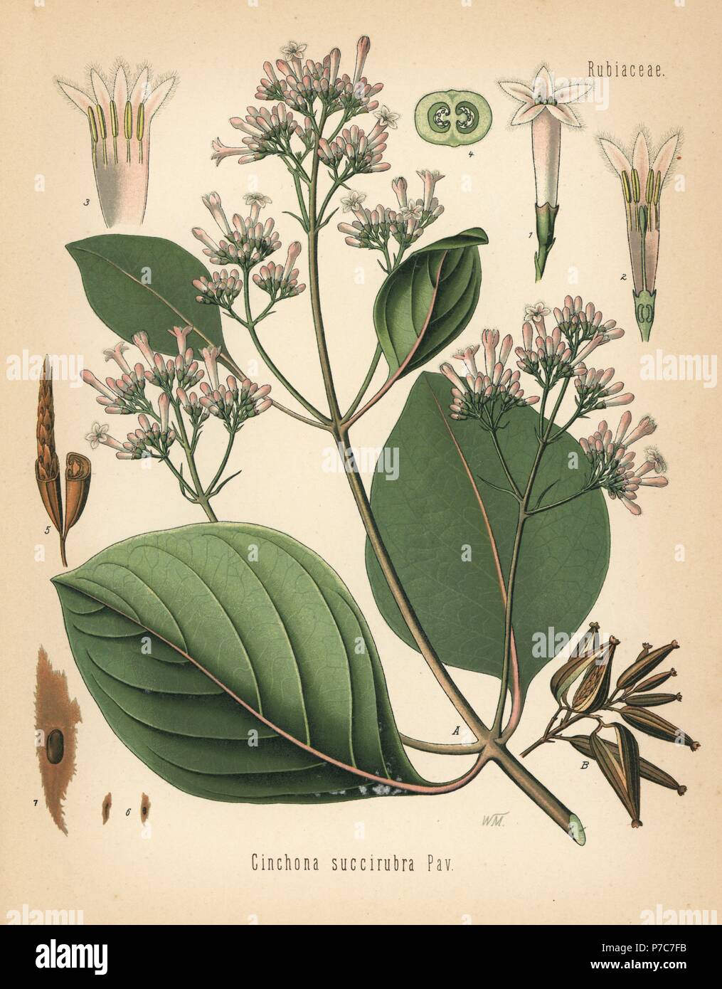 Red cinchona or red quina, Cinchona pubescens (Cinchona succirubra). Chromolithograph after a botanical illustration by Walther Muller from Hermann Adolph Koehler's Medicinal Plants, edited by Gustav Pabst, Koehler, Germany, 1887. Stock Photo