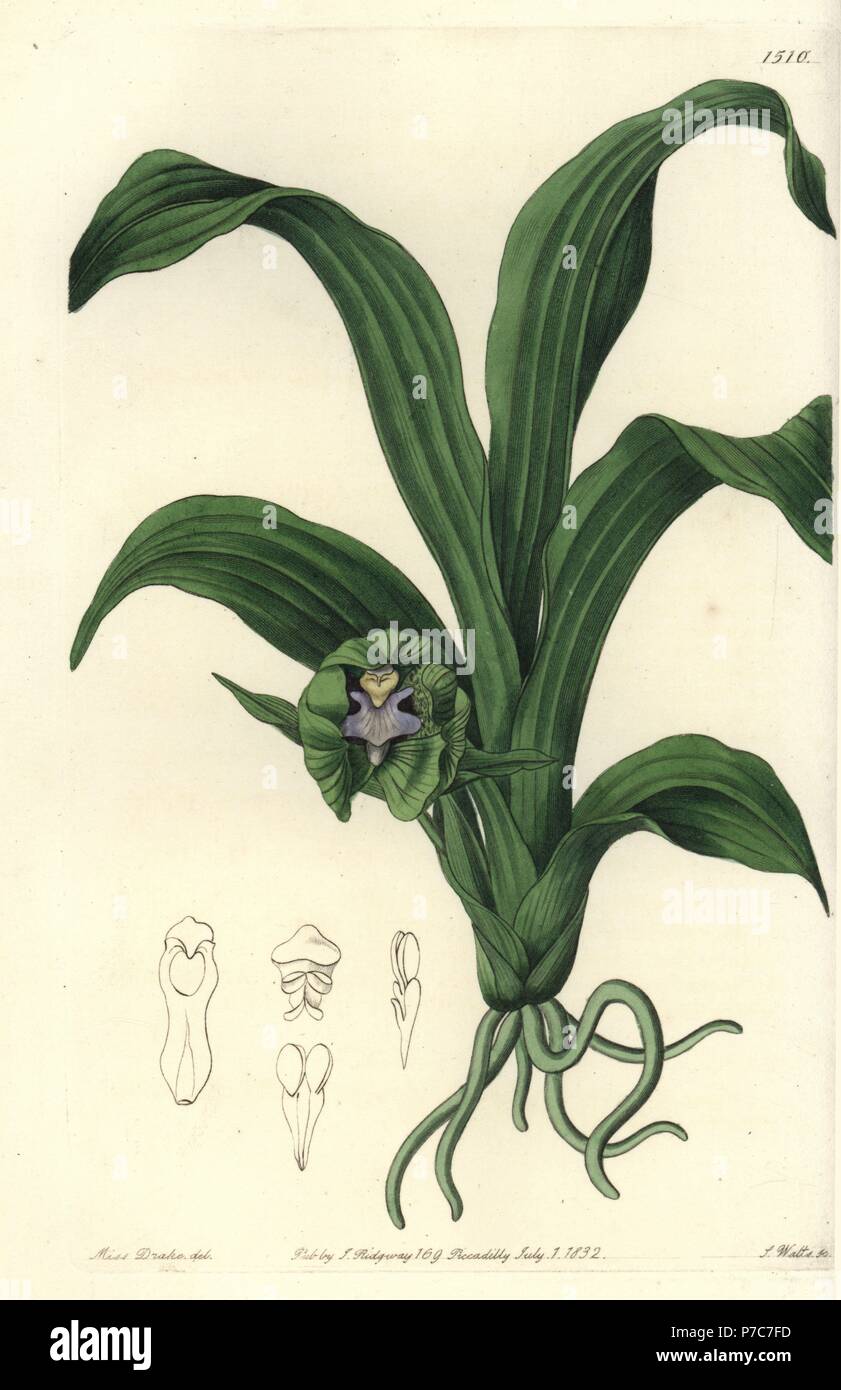 Pabstia viridis orchid (Green maxillaria, Maxillaria viridis). Handcoloured copperplate engraving by S. Watts after an illustration by Miss Sarah Drake from Sydenham Edwards' Botanical Register, Ridgeway, London, 1832. Stock Photo