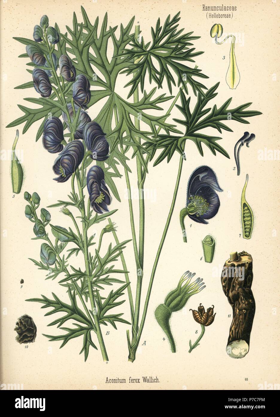 Monkshood or Indian aconite, Aconitum ferox. Chromolithograph after a botanical illustration from Hermann Adolph Koehler's Medicinal Plants, edited by Gustav Pabst, Koehler, Germany, 1887. Stock Photo