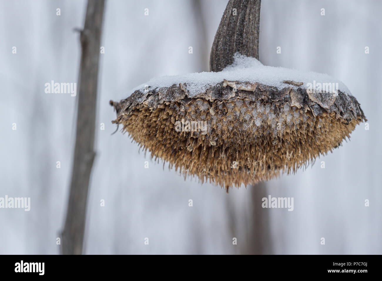 Frozen sunflowers under a winter sun Stock Photo Alamy