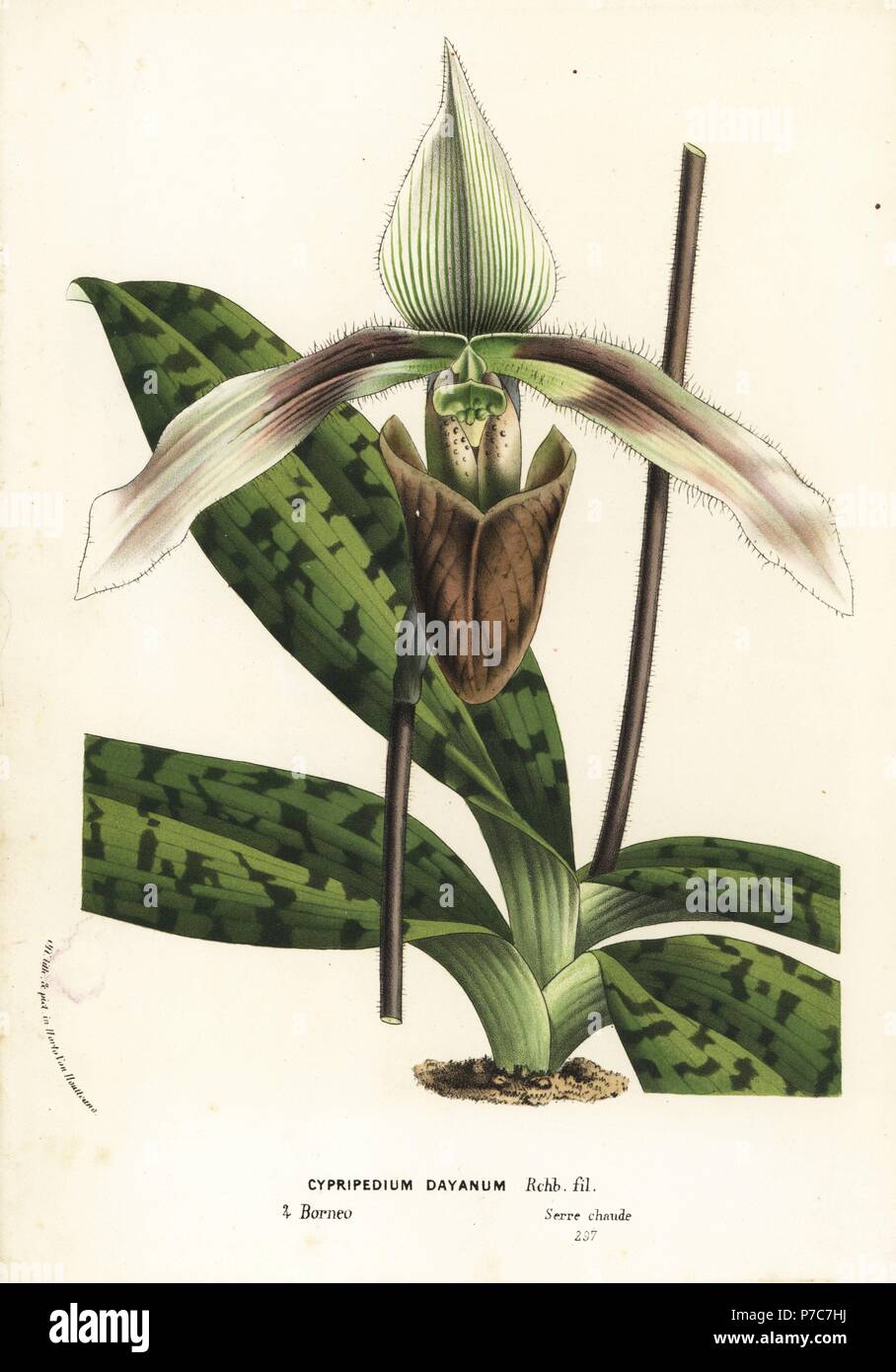 Paphiopedilum dayanum orchid (Cypripedium dayanum). Handcoloured lithograph from Louis van Houtte and Charles Lemaire's Flowers of the Gardens and Hothouses of Europe, Flore des Serres et des Jardins de l'Europe, Ghent, Belgium, 1862-65. Stock Photo