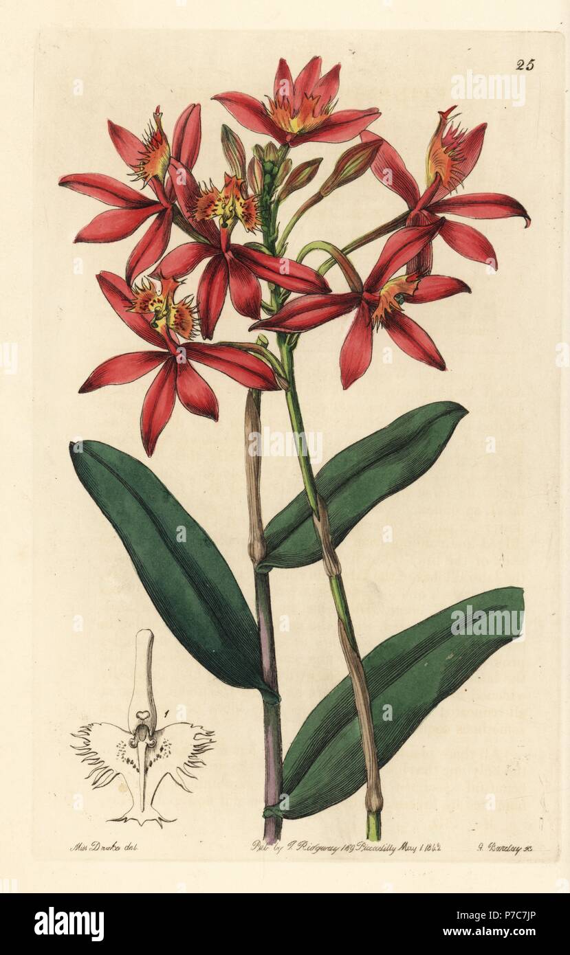 Cinnabar epidendrum or crucifix orchid, Epidendrum cinnabarinum. Handcoloured copperplate engraving by George Barclay after an illustration by Miss Sarah Drake from Edwards' Botanical Register, edited by John Lindley, London, Ridgeway, 1842. Stock Photo