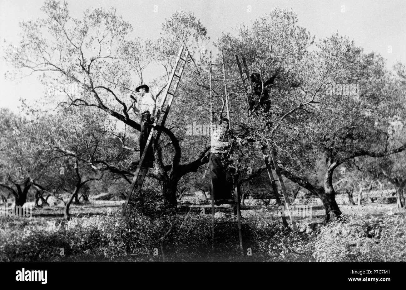 Catalunya. Campesinos encaramados a una escalera podando los olivos en la zona de Las Garrigas. Año 1970. Stock Photo