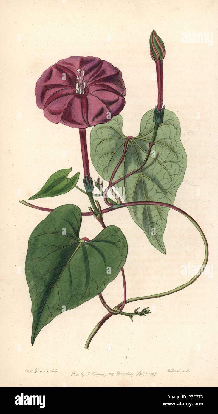 Jalap, Ipomoea dumosa (True jalap plant, Exogonium purga). Handcoloured copperplate engraving by George Barclay after an illustration by Miss Sarah Drake from Edwards' Botanical Register, edited by John Lindley, London, Ridgeway, 1847. Stock Photo