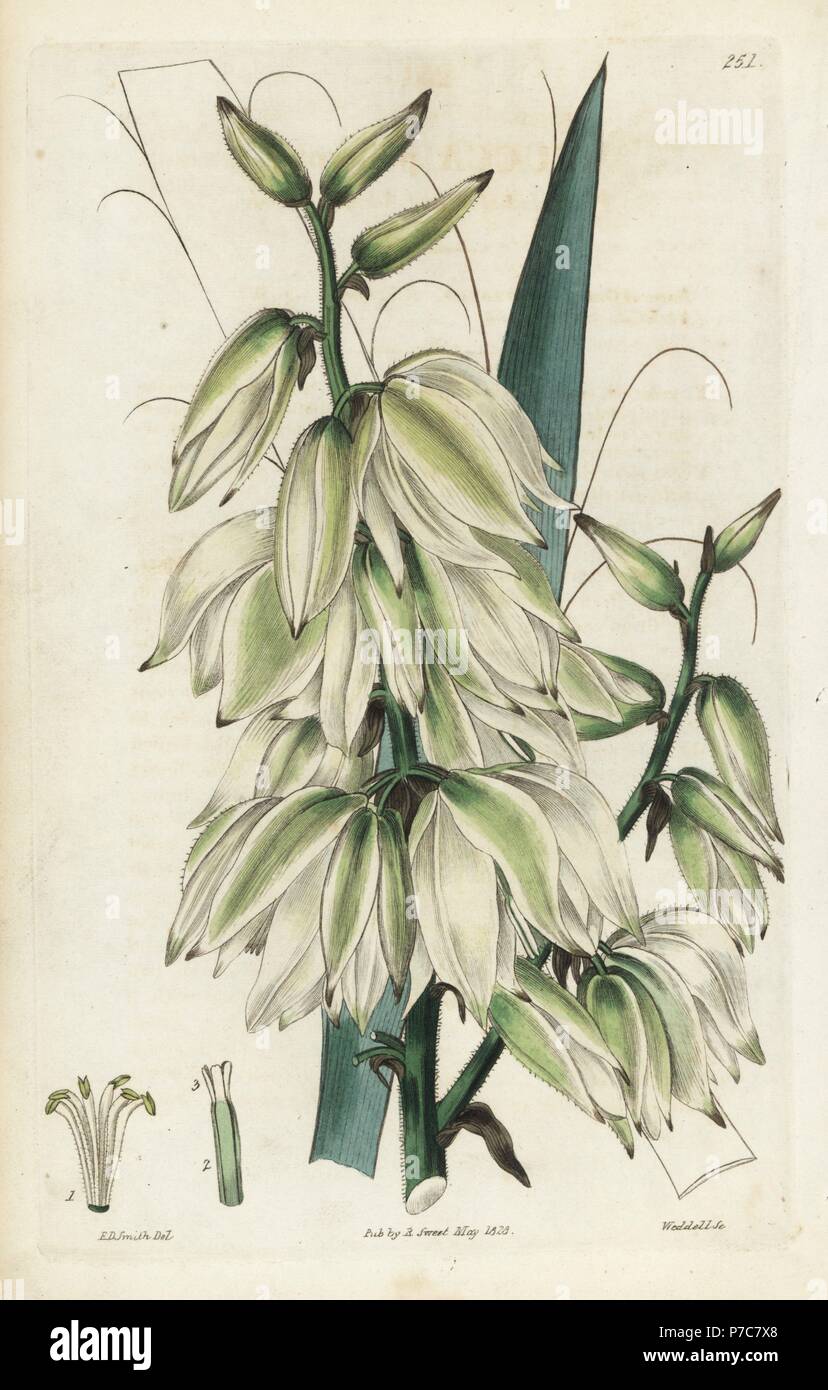 Needle palm, Yucca flaccida Pubescent-stemmed (Adam's needle, Yucca puberula). Handcoloured copperplate engraving by Weddell after a botanical illustration by Edward Dalton Smith from Robert Sweet's The British Flower Garden, Ridgeway, London, 1828. Stock Photo