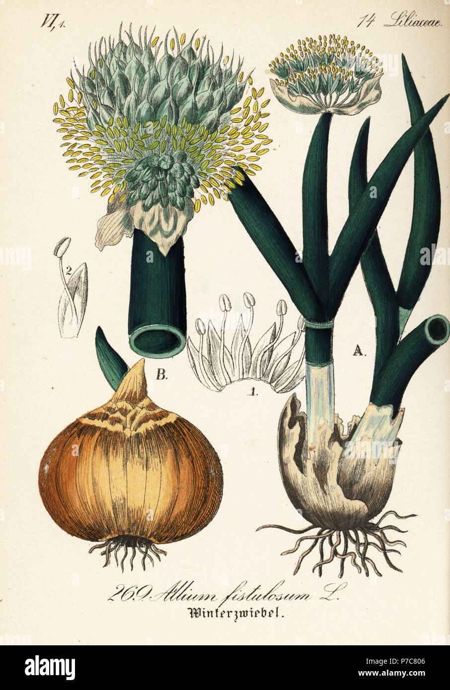 Welsh onion or Japanese bunching onion, Allium fistulosum. Handcoloured lithograph from Diederich von Schlechtendal's German Flora (Flora von Deutschland), Jena, 1871. Stock Photo