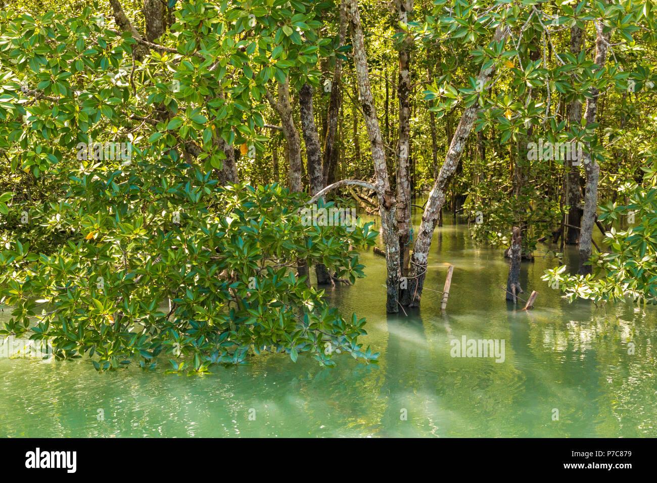 A dense forest of salt-tolerant mangrove trees of the Rhizophoraceae family with white bark and thick leathery leaves, flooded by turquoise water in... Stock Photo