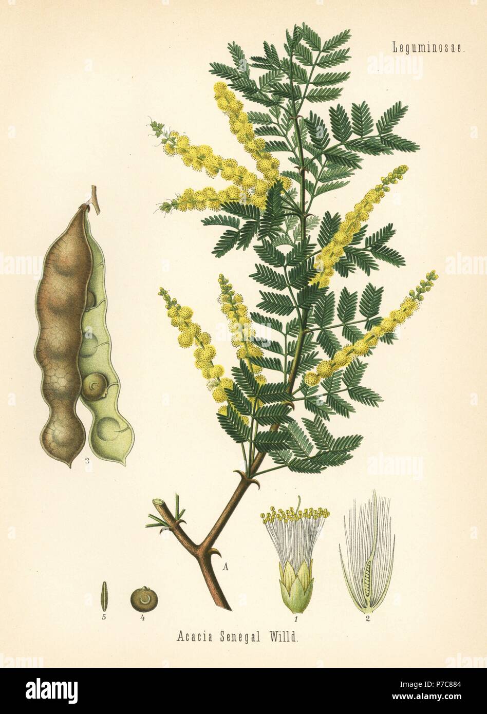 Gum acacia or gum arabic tree, Acacia senegal. Chromolithograph after a ...