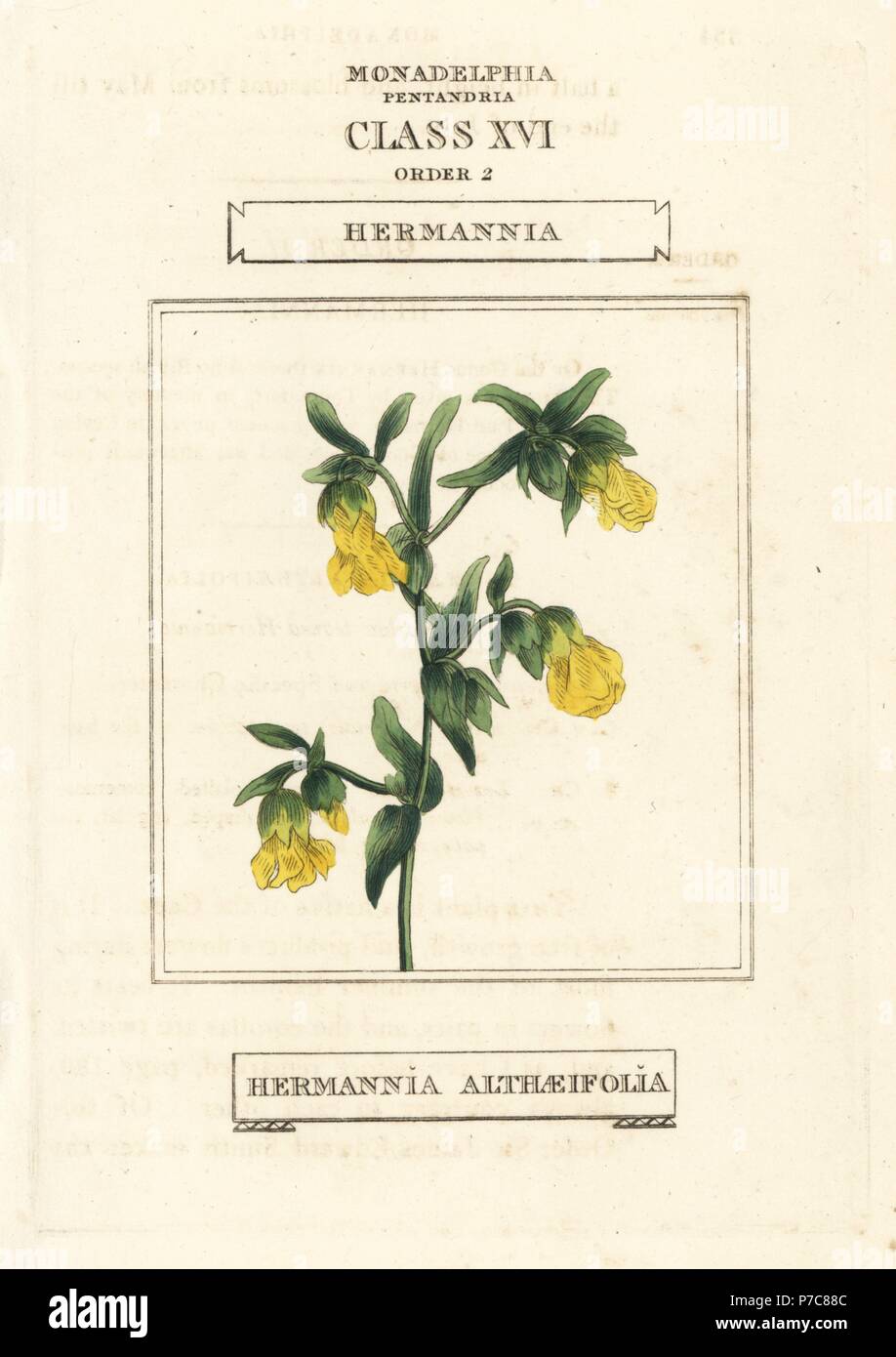 Hermannia, Hermannia althaeifolia. Handcoloured copperplate engraving after an illustration by Richard Duppa from his The Classes and Orders of the Linnaean System of Botany, Longman, Hurst, London, 1816. Stock Photo