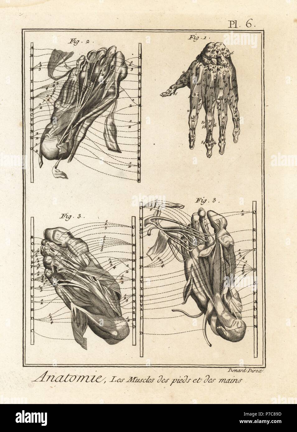 Dissection of the muscles in the hand and foot. Copperplate engraving by Robert Benard from Denis Diderot's Encyclopedia, Pellet, Geneva, 1779. Stock Photo