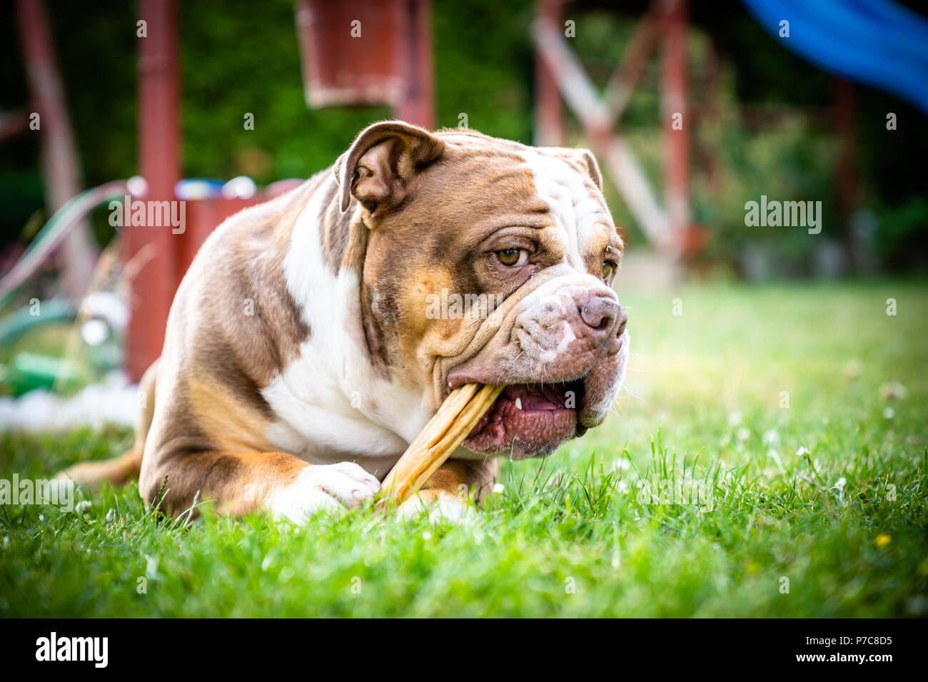 the old english bulldog lies in the grass Stock Photo