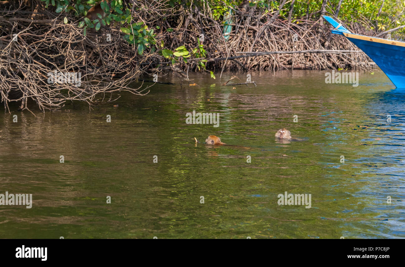 A long-tailed macaque (Macaca fascicularis) swims back to the riverbank with food in its hand from tourists during a mangrove tour in the Kilim... Stock Photo