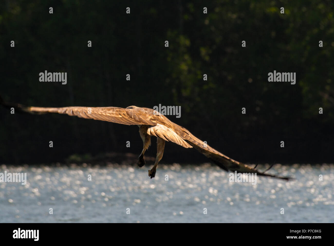 A wild brahminy kite (Haliastur indus) is flying away shortly after picking up food from the glinting water in the mangrove area of Kilim... Stock Photo