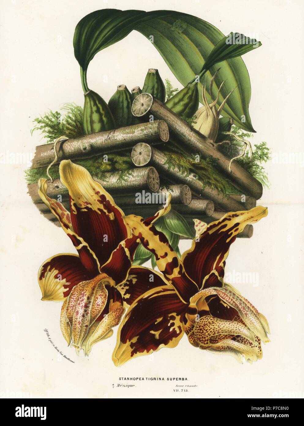 Tiger-like stanhopea orchid, Stanhopea tigrina. Handcoloured lithograph from Louis van Houtte and Charles Lemaire's Flowers of the Gardens and Hothouses of Europe, Flore des Serres et des Jardins de l'Europe, Ghent, Belgium, 1851. Stock Photo