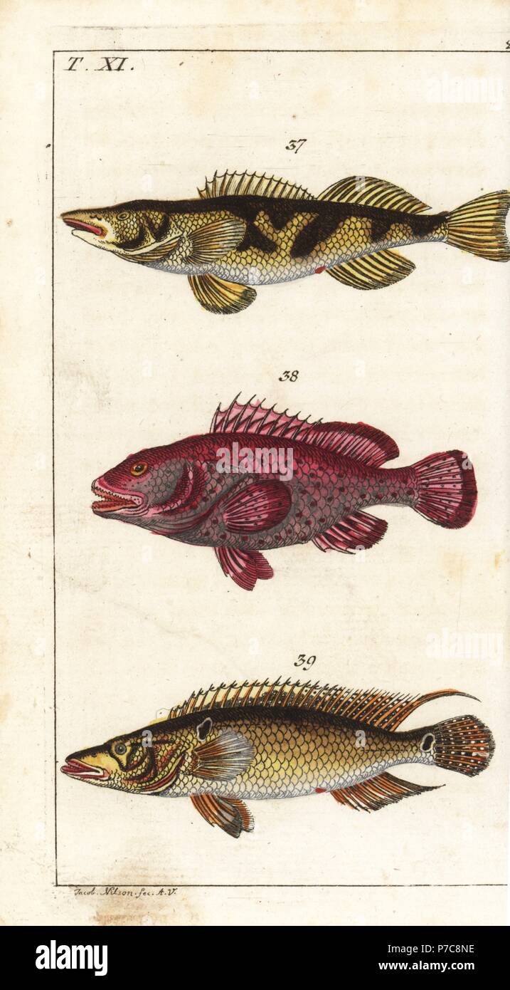 Zingel, Zingel zingel 37, red hind, Epinephelus guttatus 38 and Striped bass, Morone saxatilis Perca saxatilis 39. Handcolored copperplate engraving after Jacob Nilson from Gottlieb Tobias Wilhelm's Encyclopedia of Natural History: Fish, Augsburg, 1804. Wilhelm (1758-1811) was a Bavarian clergyman and naturalist known as the German Buffon. Stock Photo