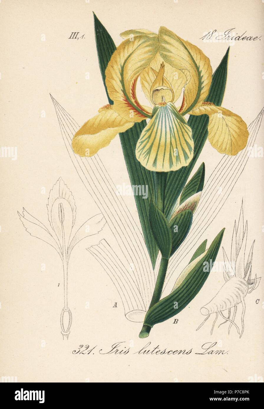 Crimean iris, Iris lutescens. Handcoloured lithograph from Diederich von Schlechtendal's German Flora (Flora von Deutschland), Jena, 1871. Stock Photo