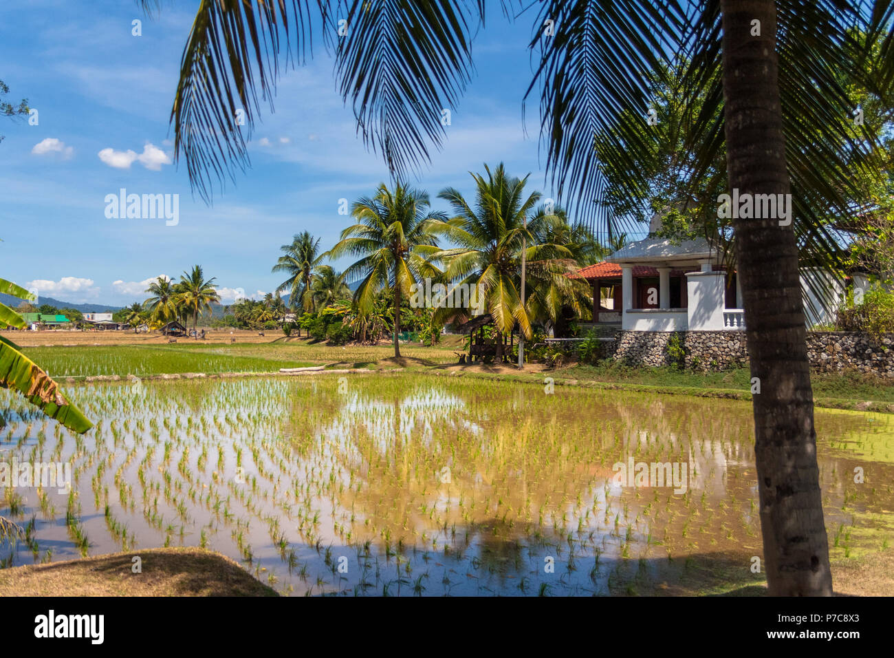 Several rectangular rice paddy fields with some shade-giving palm trees ...