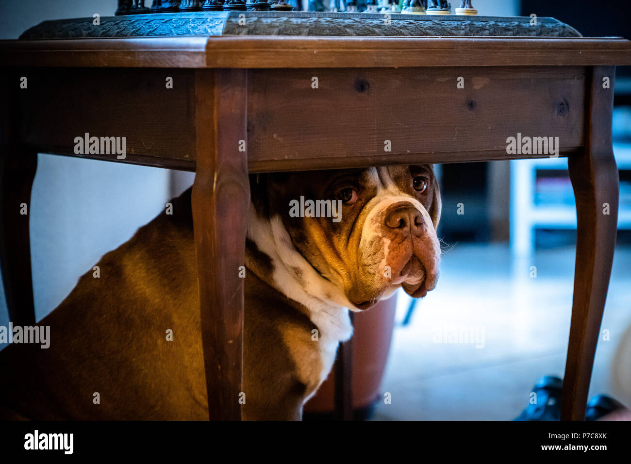 Portrait of English Bulldog with Sad Face Laying Down Stock Photo