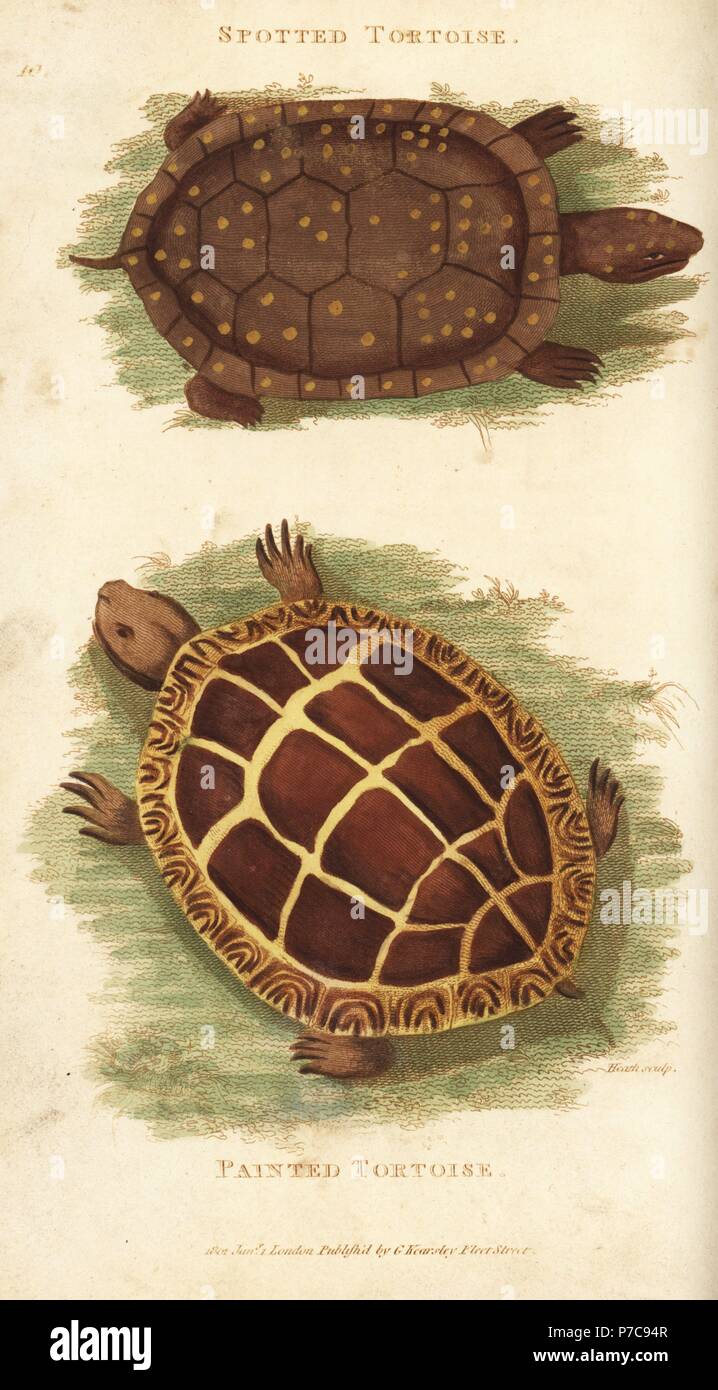 Spotted turtle, Clemmys guttata (Spotted tortoise, Testudo guttata) and painted turtle, Chrysemys picta (Painted tortoise, Testudo picta). Handcoloured copperplate engraving by Heath after an illustration by George Shaw from his General Zoology, Amphibia, London, 1801. Stock Photo
