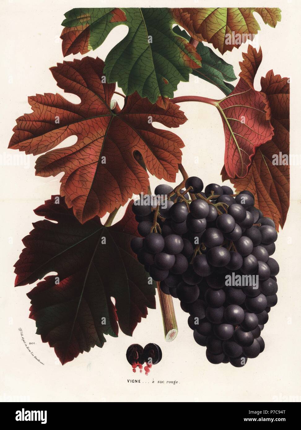Red grapes, Vitis vinifera. Handcoloured lithograph from Louis van Houtte and Charles Lemaire's Flowers of the Gardens and Hothouses of Europe, Flore des Serres et des Jardins de l'Europe, Ghent, Belgium, 1874. Stock Photo
