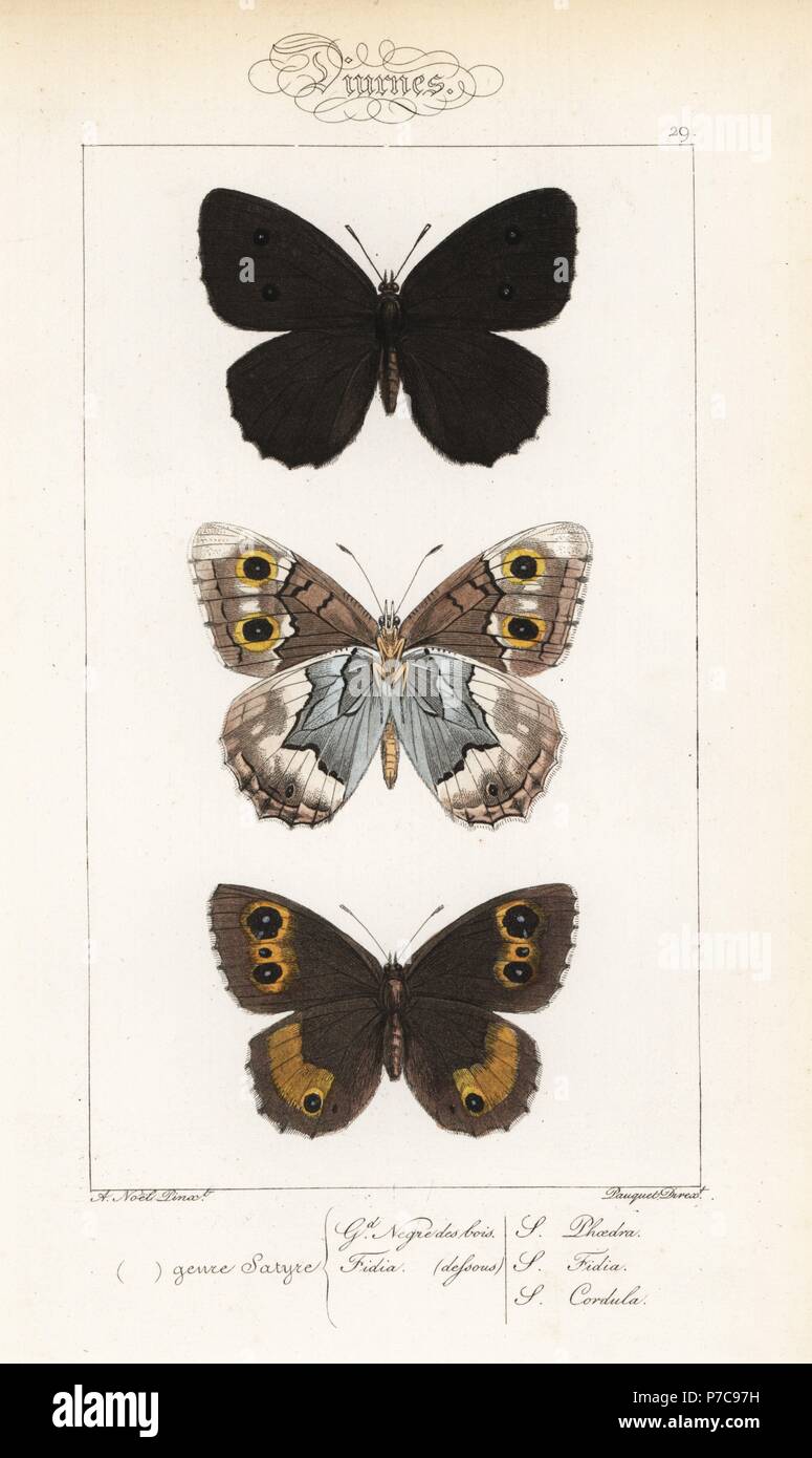 Dryad, Minois dryas, striped grayling, Hipparchia fidia, and great sooty satyr, Satyrus ferula. Handcoloured steel engraving by the Pauquet brothers after an illustration by Alexis Nicolas Noel from Hippolyte Lucas' Natural History of European Butterflies, Histoire Naturelle des Lepidopteres d'Europe, 1864. Stock Photo