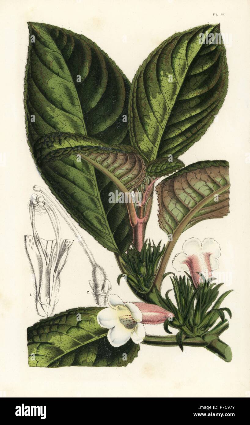 Nautilocalyx pictus (Centrosolenia picta). Handcoloured lithograph from Louis van Houtte and Charles Lemaire's Flowers of the Gardens and Hothouses of Europe, Flore des Serres et des Jardins de l'Europe, Ghent, Belgium, 1851. Stock Photo