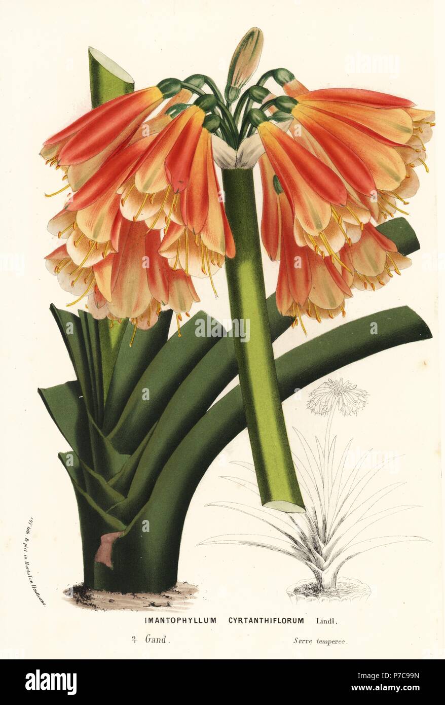 Clivia cyrtanthiflora, hybrid of Clivia miniata and Clivia nobilis (Imantophyllum cyrtanthiflorum). Handcoloured lithograph from Louis van Houtte and Charles Lemaire's Flowers of the Gardens and Hothouses of Europe, Flore des Serres et des Jardins de l'Europe, Ghent, Belgium, 1870. Stock Photo