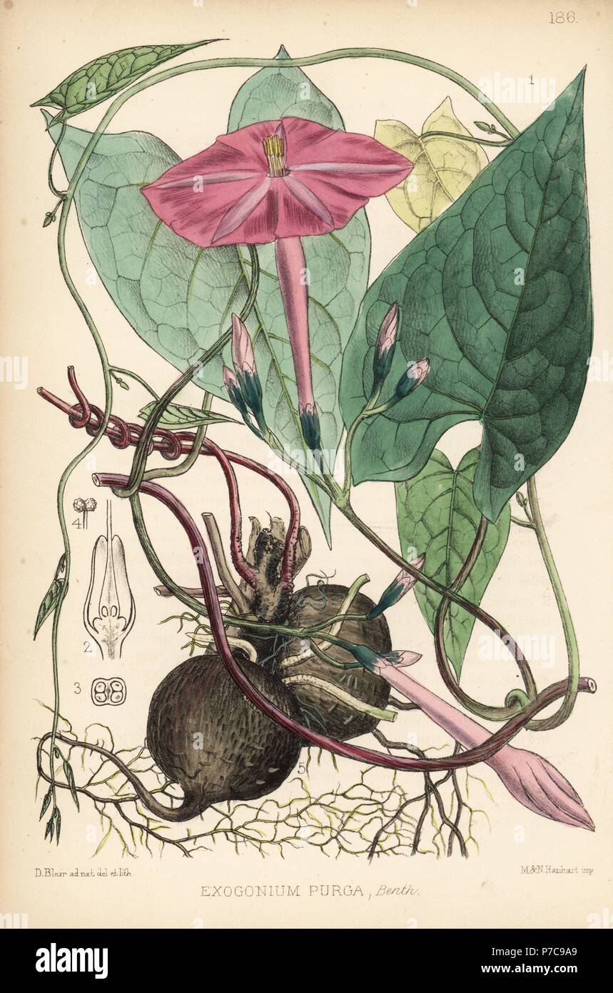 Jalap, Ipomoea dumosa (Exogonium purga). Handcoloured lithograph by Hanhart after a botanical illustration by David Blair from Robert Bentley and Henry Trimen's Medicinal Plants, London, 1880. Stock Photo
