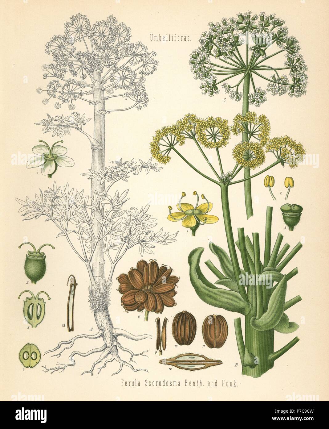 Asafoetida, Ferula foetida (Ferula scorodosma). Chromolithograph after a botanical illustration from Hermann Adolph Koehler's Medicinal Plants, edited by Gustav Pabst, Koehler, Germany, 1887. Stock Photo