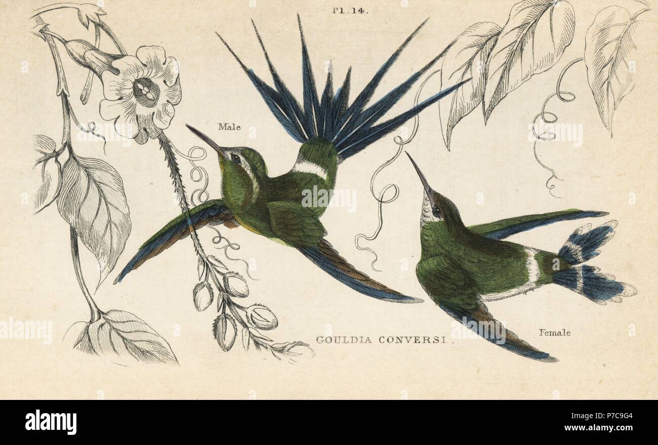 Green thorntail, Discosura conversii (Trochilus Gouldia conversi). Male and female in flight. Handcoloured steel engraving from W.C.L. Martin's A General History of Humming-birds or the Trochilidae, Bohn, London, 1852. Stock Photo