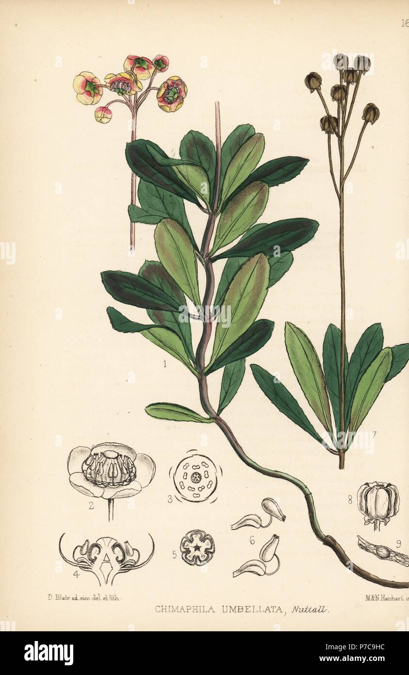 Wintergreen or pipsissewa, Chimaphila umbellata subsp. cisatlantica (Chimaphila corymbosa). Handcoloured lithograph by Hanhart after a botanical illustration by David Blair from Robert Bentley and Henry Trimen's Medicinal Plants, London, 1880. Stock Photo