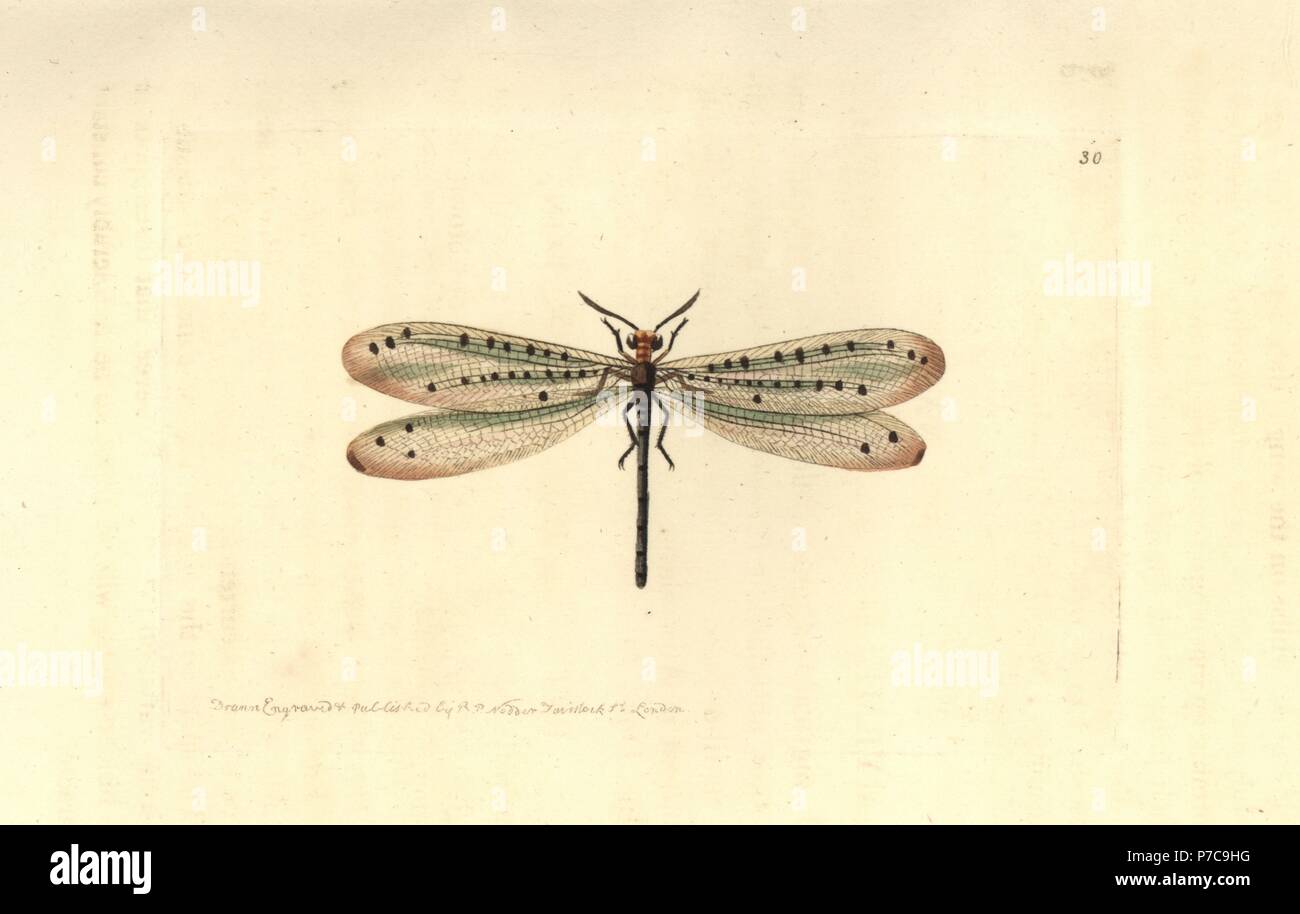 Callistoleon erythrocephalus (Red-headed myrmeleon, Myrmeleon erythrocephalum). Handcoloured copperplate engraving drawn and engraved by Richard Polydore Nodder from William Elford Leach's Zoological Miscellany, McMillan, London, 1814. Stock Photo
