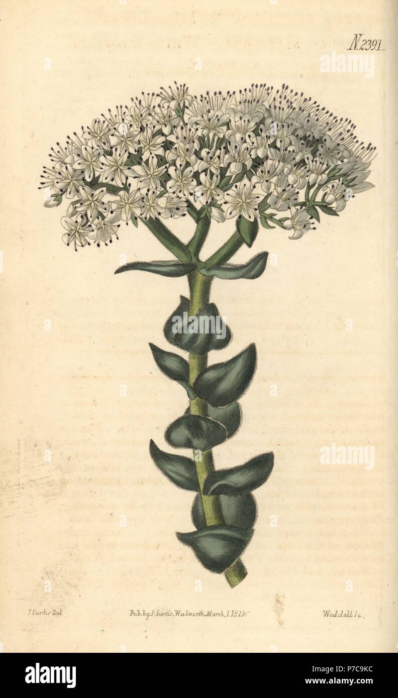 White-flowered crassula, Crassula albiflora. Handcoloured copperplate engraving by Weddell after a botanical illustration by John Curtis from William Curtis' Botanical Magazine, Samuel Curtis, London, 1823. Stock Photo