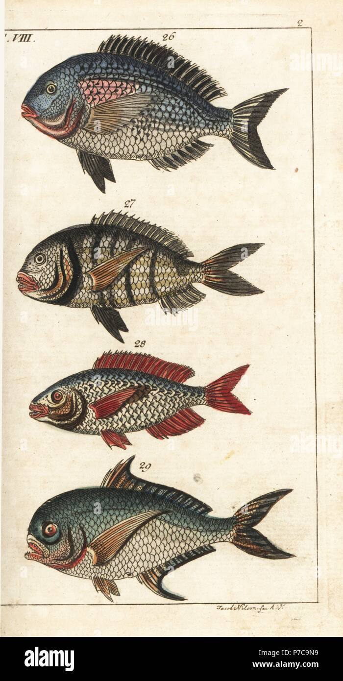 Gilthead seabream, Sparus aurata 26, white seabream, Diplodus sargus sargus 27, picarel, Spicara maena 28, and Ray's bream, Brama brama 29. Handcolored copperplate engraving after Jacob Nilson from Gottlieb Tobias Wilhelm's Encyclopedia of Natural History: Fish, Augsburg, 1804. Wilhelm (1758-1811) was a Bavarian clergyman and naturalist known as the German Buffon. Stock Photo