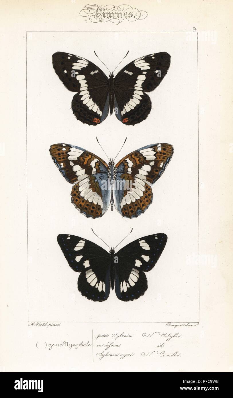 White admiral, Limenitis camilla, dorsal and ventral, and southern white admiral, Limenitis reducta. Handcoloured steel engraving by the Pauquet brothers after an illustration by Alexis Nicolas Noel from Hippolyte Lucas' Natural History of European Butterflies, Histoire Naturelle des Lepidopteres d'Europe, 1864. Stock Photo