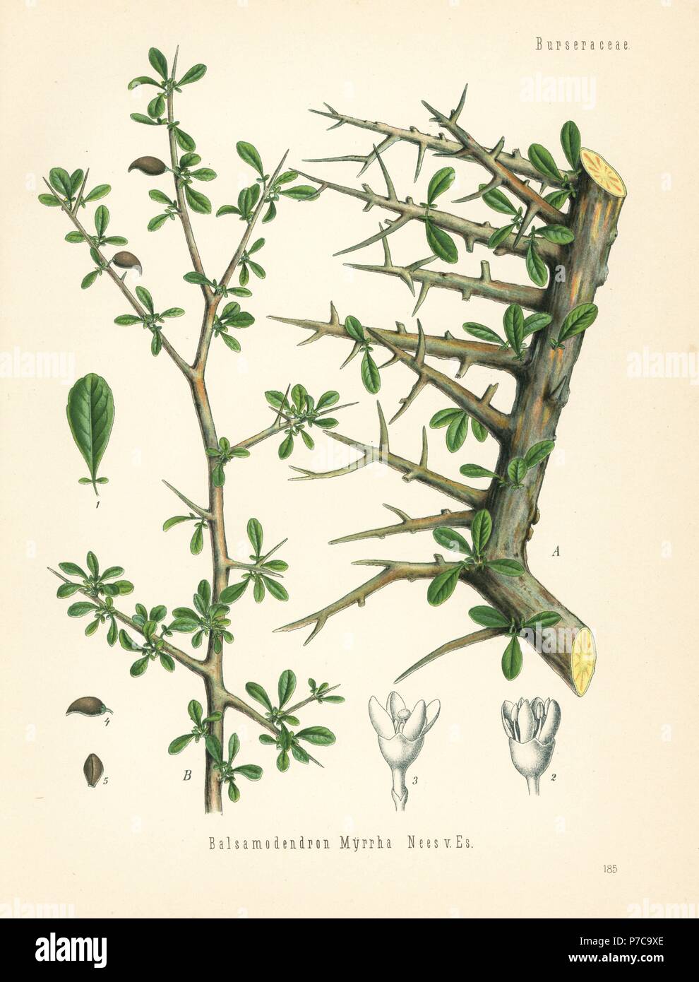 Myrrh, Commiphora myrrha (Balsamodendron myrrha). Chromolithograph after a botanical illustration from Hermann Adolph Koehler's Medicinal Plants, edited by Gustav Pabst, Koehler, Germany, 1887. Stock Photo