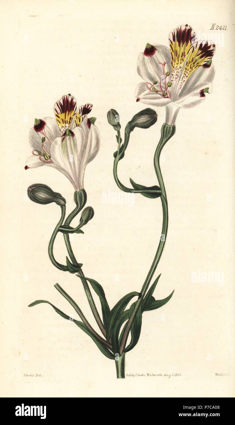 Fair alstroemeria, Alstroemeria pulchra. Handcoloured copperplate engraving by Weddell after a botanical illustration by John Curtis from William Curtis' Botanical Magazine, Samuel Curtis, London, 1823. Stock Photo