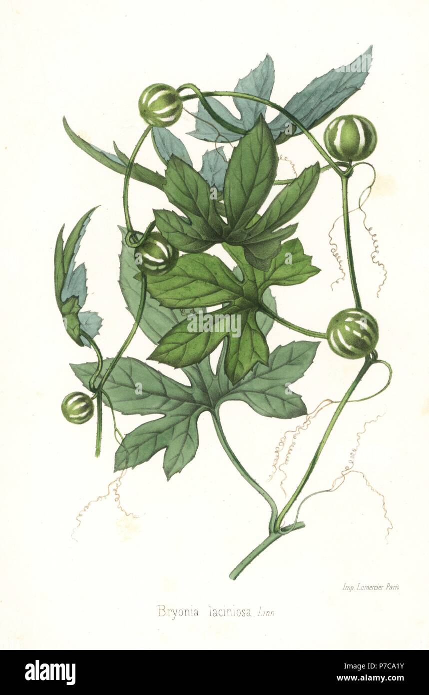 Melonleaf gourd, Cayaponia laciniosa (Bryonia laciniosa). Handcoloured lithograph from Louis van Houtte and Charles Lemaire's Flowers of the Gardens and Hothouses of Europe, Flore des Serres et des Jardins de l'Europe, Ghent, Belgium, 1857. Stock Photo