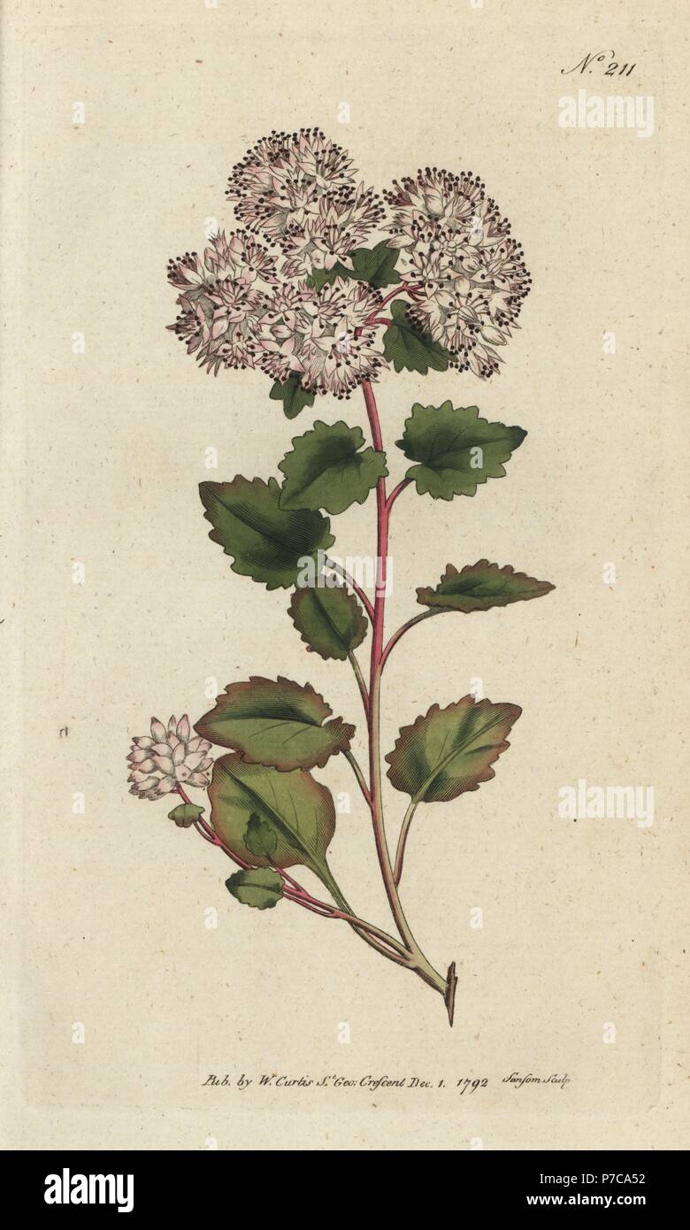 Poplar-leaved stonecrop, Sedum populifolium. Handcoloured copperplate engraving by Sansom from William Curtis' Botanical Magazine, London, 1792. Stock Photo
