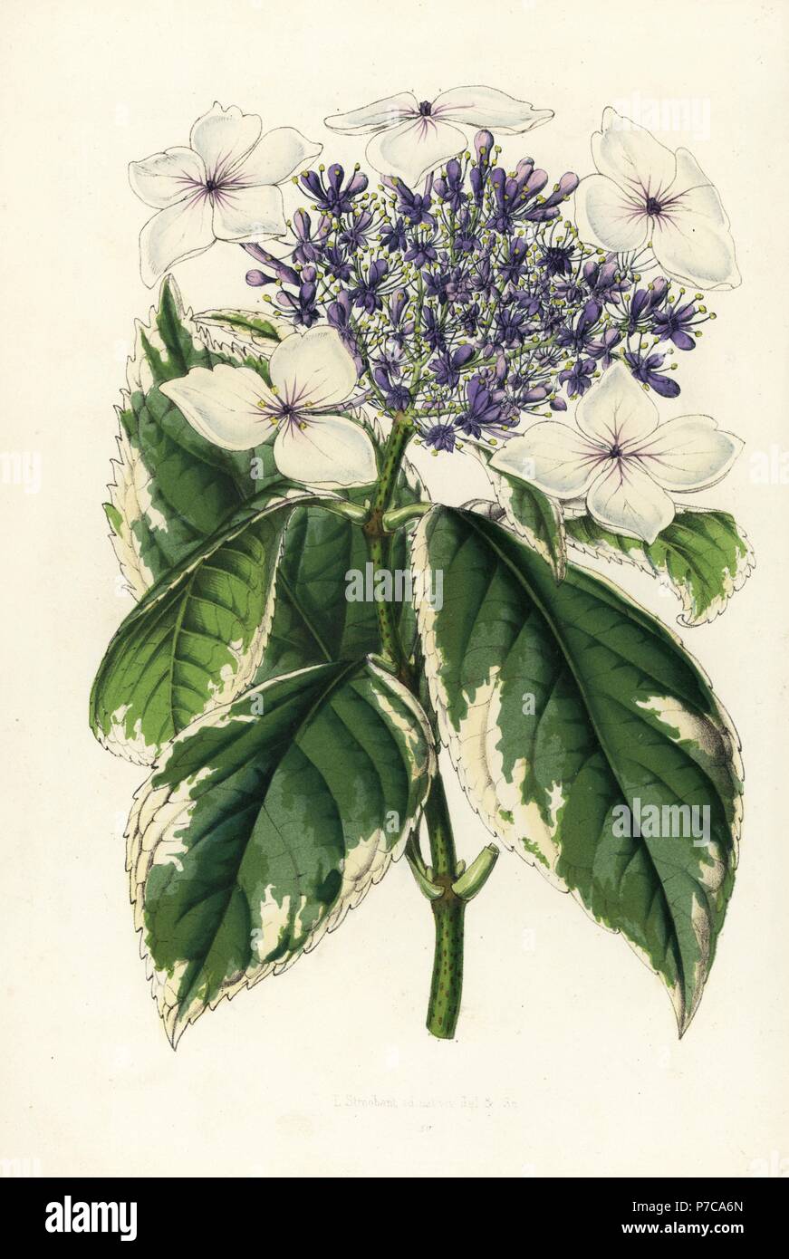 Japanese Hydrangea Or Ajisai Hydrangea Japonica Fol Albo Variegatis Handcoloured Lithograph From Louis Van Houtte And Charles Lemaire S Flowers Of The Gardens And Hothouses Of Europe Flore Des Serres Et Des Jardins De