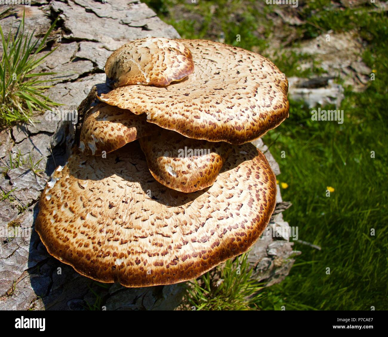 Fungus (Dryads Saddle) on rotting wood. Stock Photo